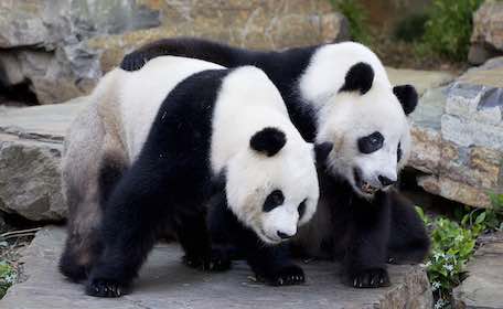 two pandas cuddling at zoo
