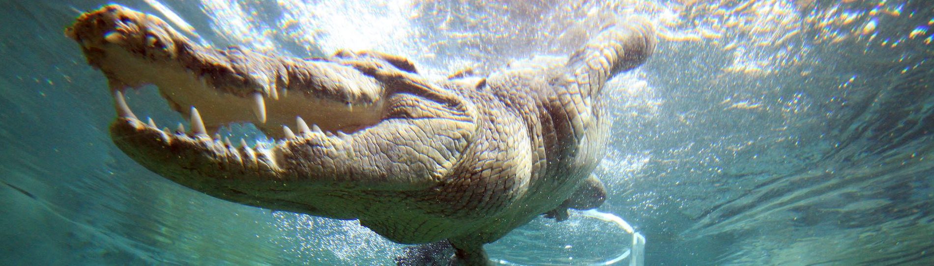 big swimming crocodile in darwin
