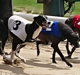 group of bucks watching greyhound racing
