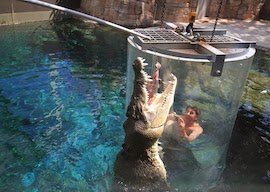 two stags in the cage of death with big crocodile