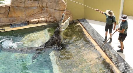 workers feeding crocodile
