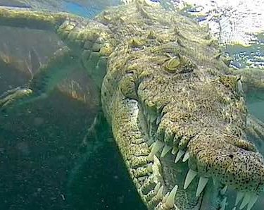 crocodile