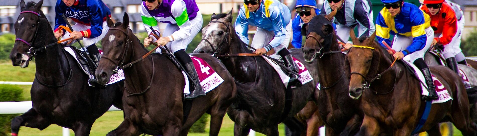 jockeys race their horses in a horse race