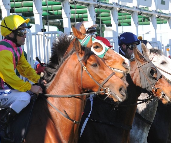 race day adelaide bucks party activities