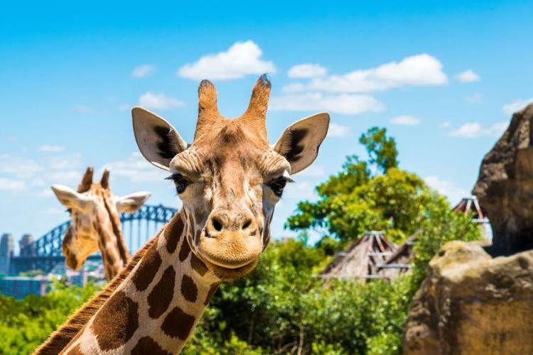 taronga zoo