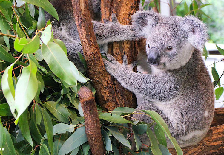 kola in tree