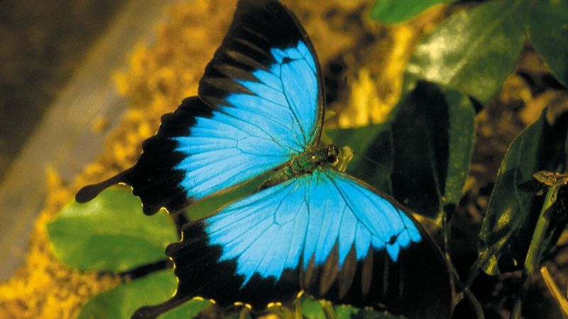 cairns butterfly sanctuary