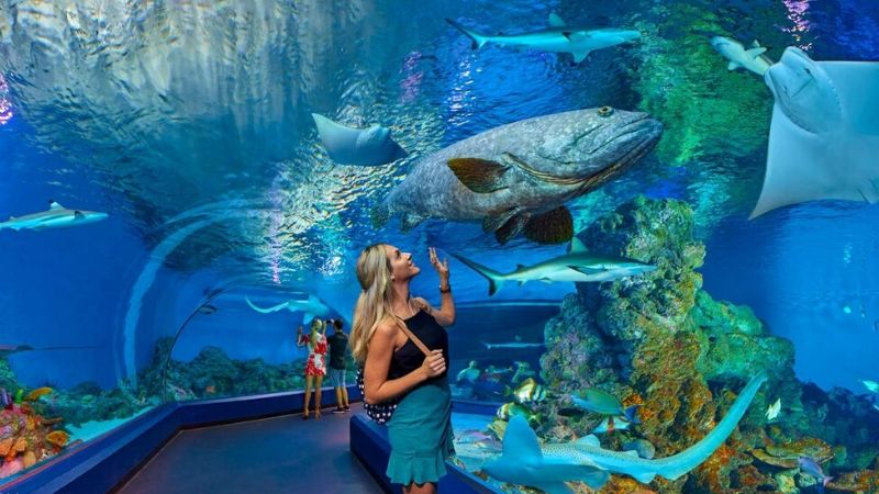 cairns top attractions aquarium
