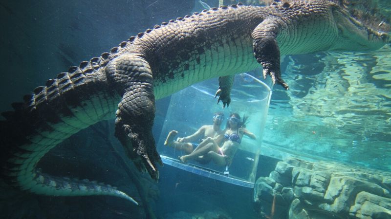 top things to do in darwin crocodile cage experience