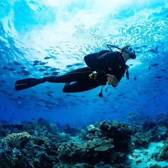 activities to do in bay of islands scuba diving