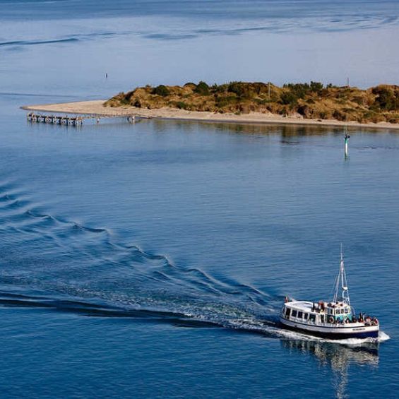 dunedin activities bucks cruise day