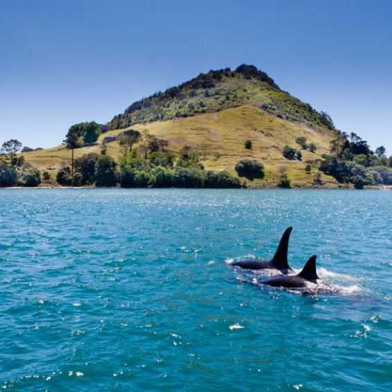 bucks activities tauranga cruise