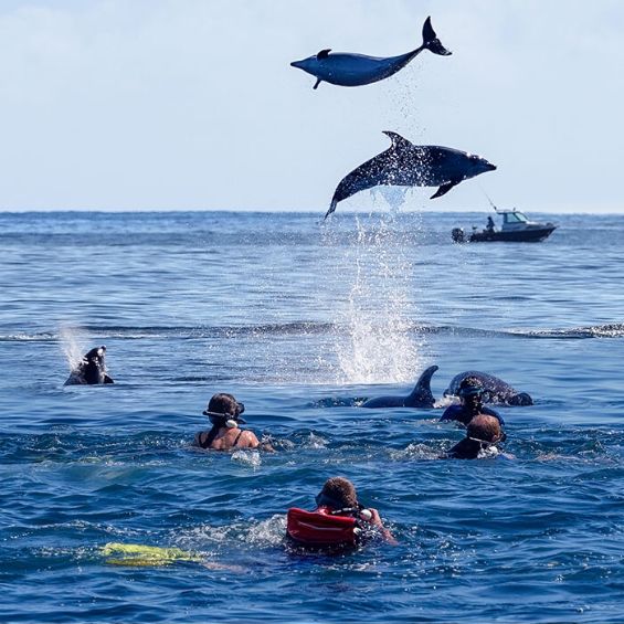 activities bucks tauranga swim with the dolphins