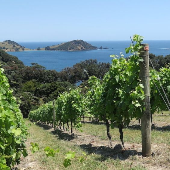 wine tasting tours tauranga