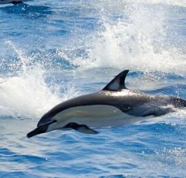 swim with dolphins in tauranga