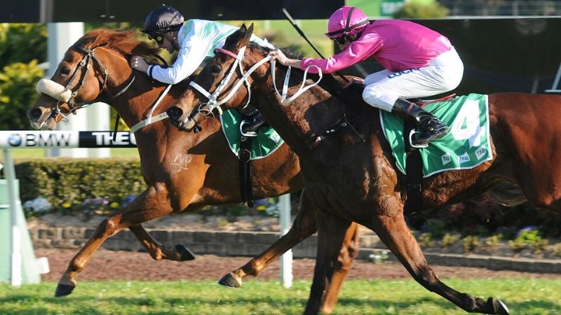 sydney bucks party race day 