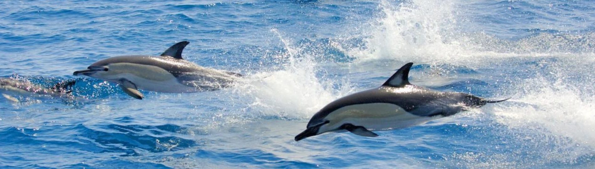 tauranga bucks swim with dolphins