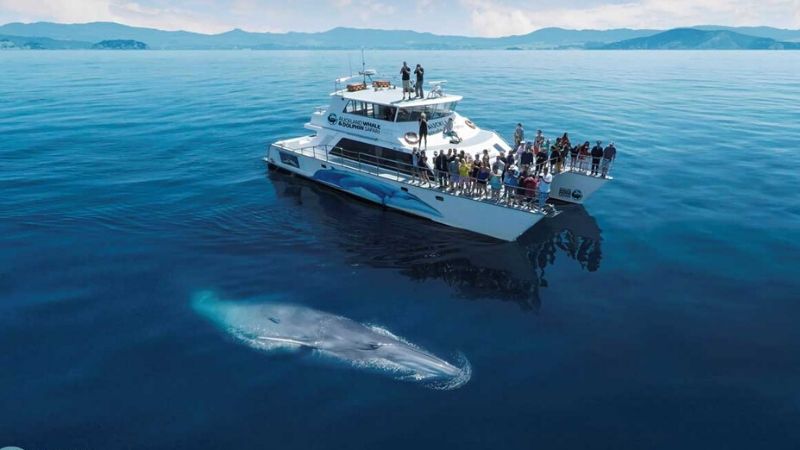 dolphin and whale watching cruises auckland attractions 