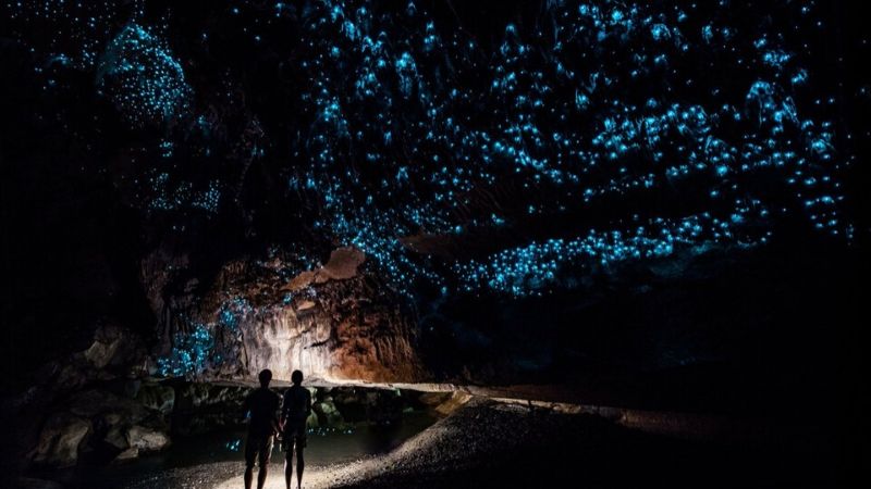 glow worms in the kawiti caves bay of islands attractions 