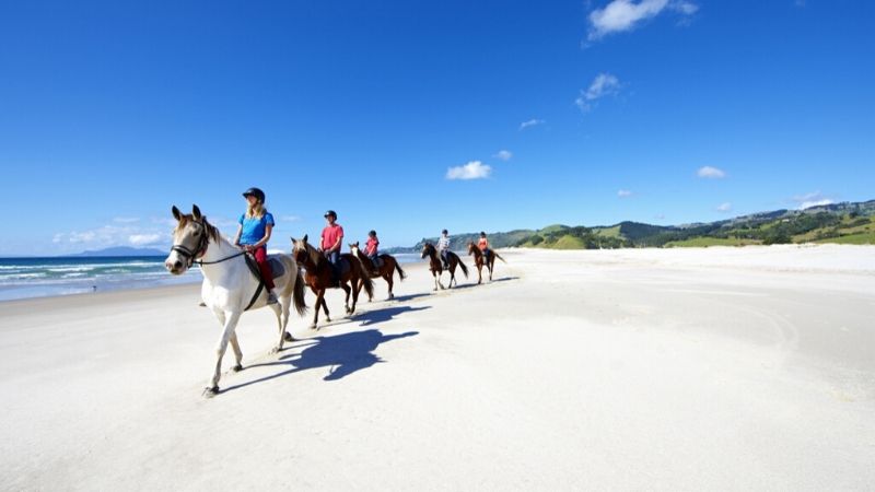 pakiri beach auckland attractions wicked bucks 