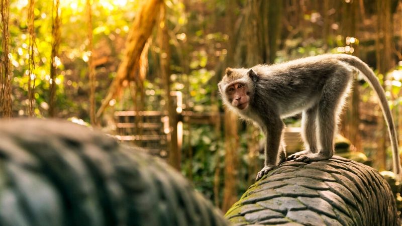sacred monkey forest in bali attractions 