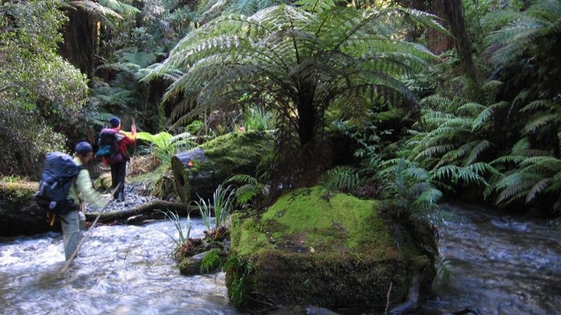 whirinaki forest park new zealand