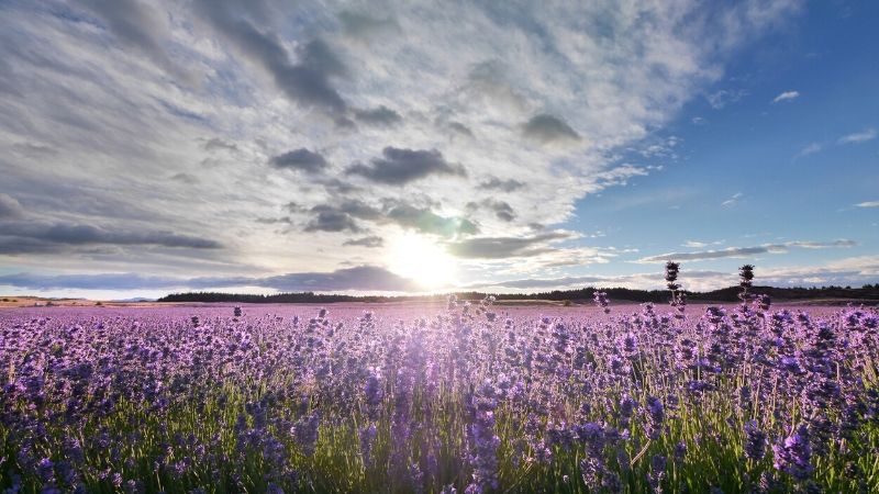 lavender farm wanaka new zealand