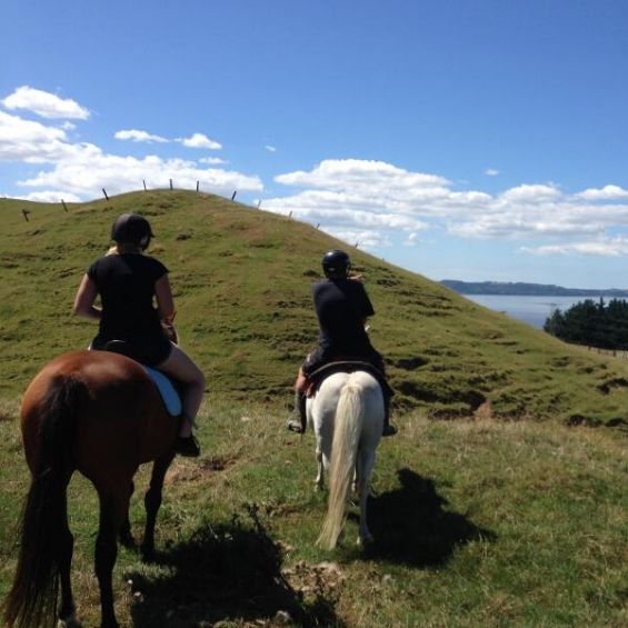 horse trek rotorua wicked adventures