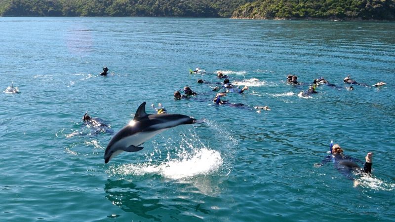 swim with the dolphins in new zealand christchurch wicked bucks