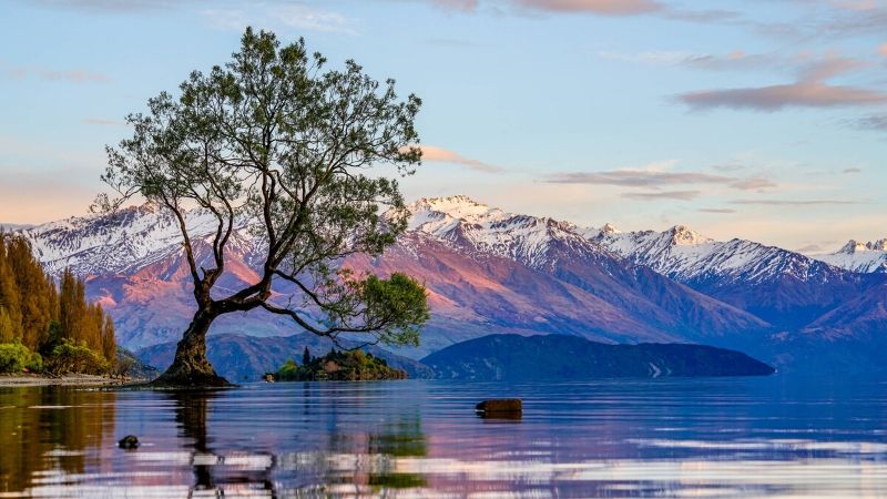 famous wanaka tree new zealand