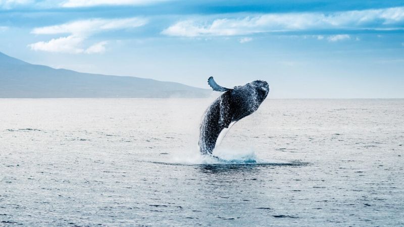 whale watching cruises tauranga