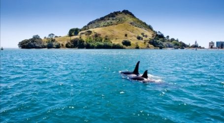 tauranga cruise wicked bucks package