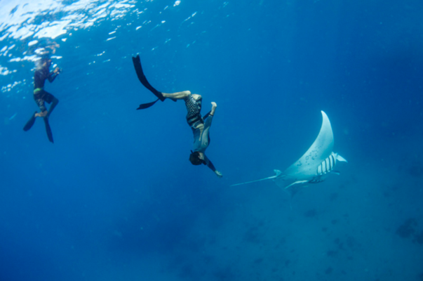 bucks party swimming mantarays